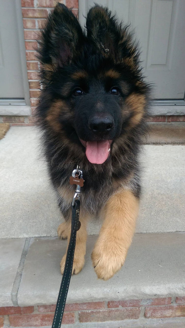 Подслушано... теперь истории про пёселей Подслушано... теперь истории про пёселей