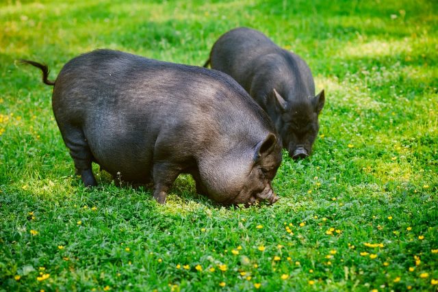 Свинья вьетнамская вислобрюхая (Sus scrofa domesticus)