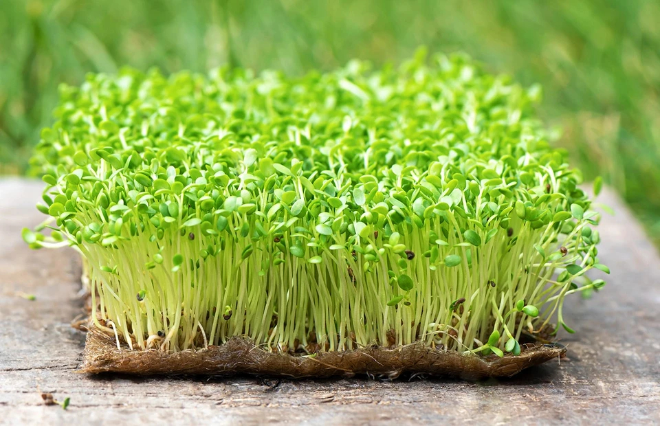 Как вырастить микрозелень в домашних условиях: 6 способов дача,полезные советы,сад и огород