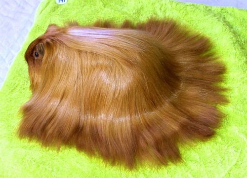 Морские свинки, локонам которых позавидует любая длинноволосая красавица (29 фото)