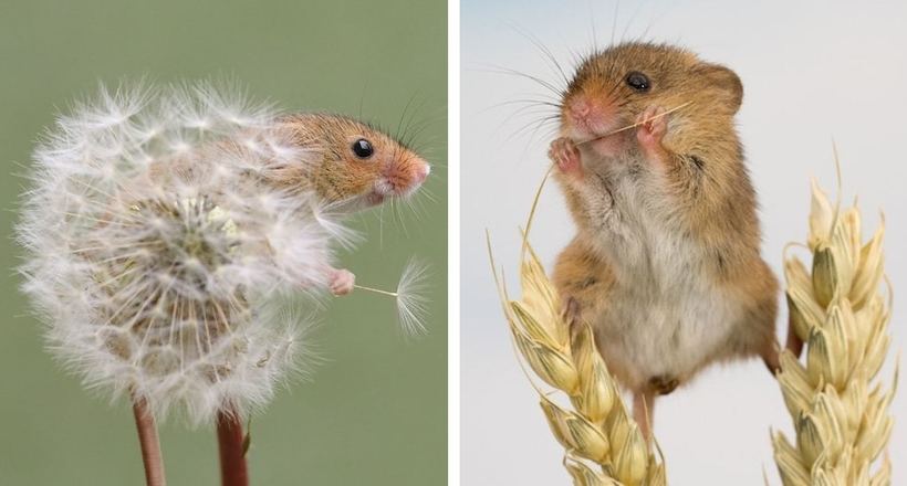 Восхитительные снимки крошечных мышек, резвящихся в дикой природе