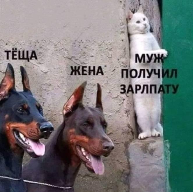 Ищу привлекательную, молодую попутчицу для поездки на Канары.. Ищу привлекательную, молодую попутчицу для поездки на Канары.. анекдоты,веселье,демотиваторы,приколы,смех,юмор