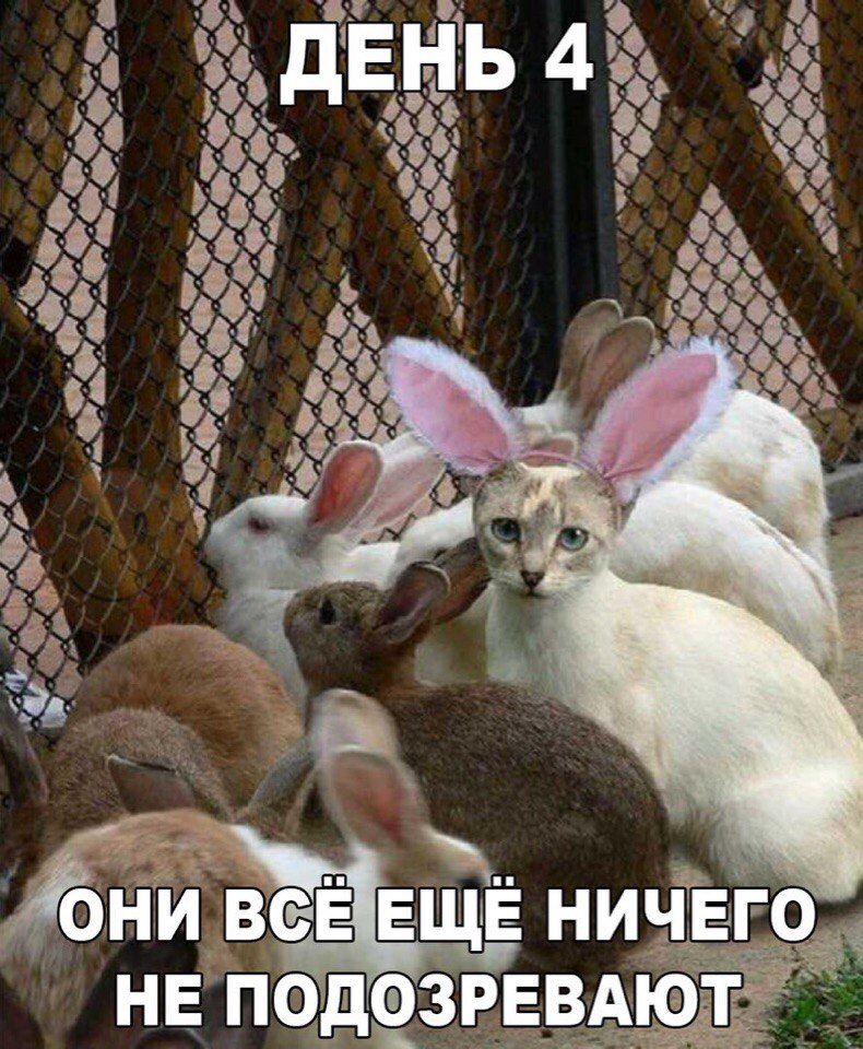 Подборка милых фотографий и забавных картинок с надписями из нашей жизни 