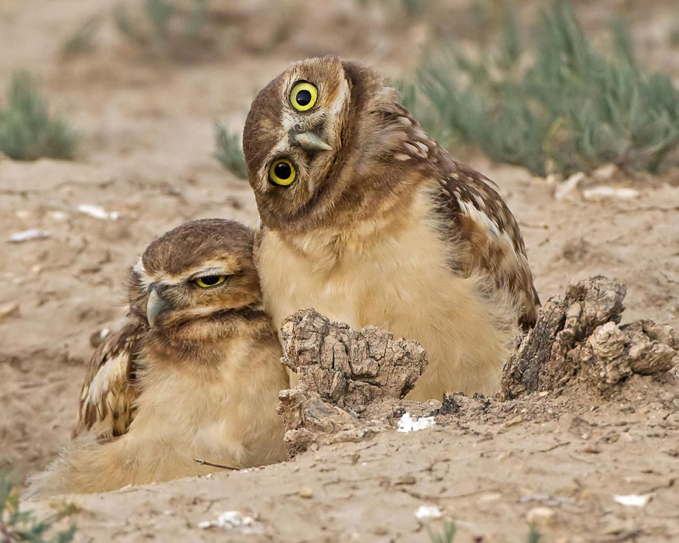 Необычный конкурс Comedy Wildlife Photography Awards 2019