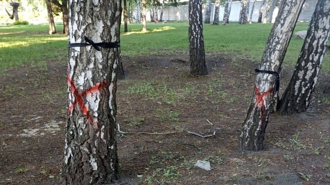 Барнаульцам рассказали, для чего помечают деревья в сквере на площади Сахарова