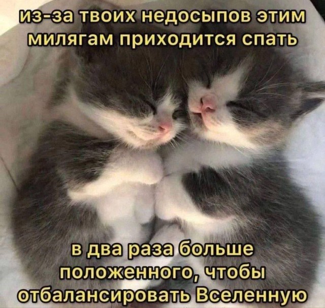 Смешные и забавные котоМЕМЫ  