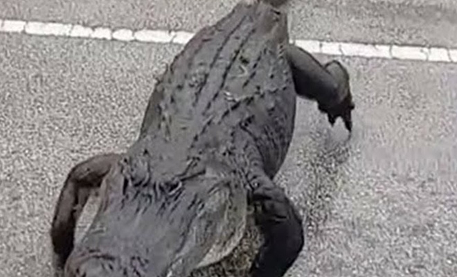 Неторопливый аллигатор вышел переходить дорогу, а люди за размер приняли его за динозавра 