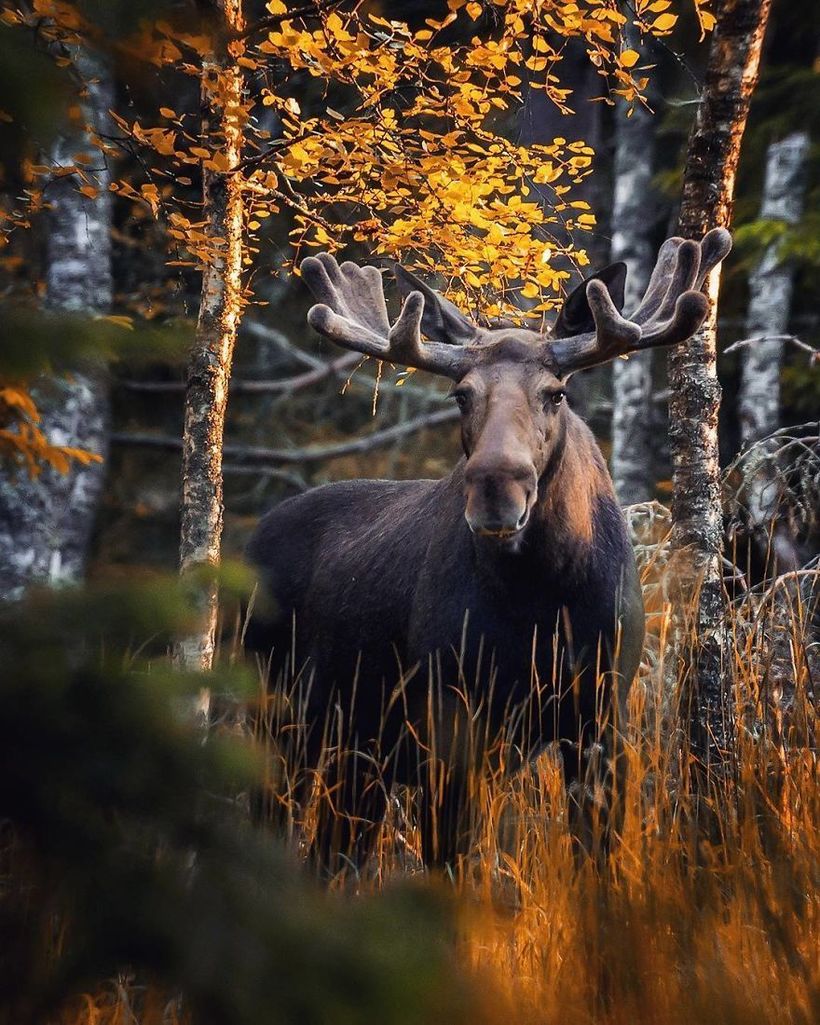 Фотограф доказал, что сказочные леса — обычное дело в Финляндии