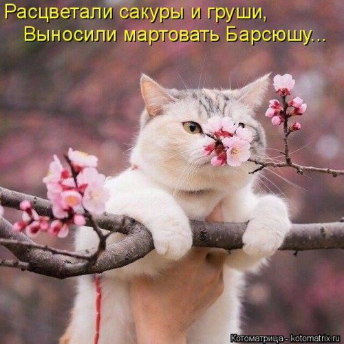 Весёлая котоматрица  смешные картинки