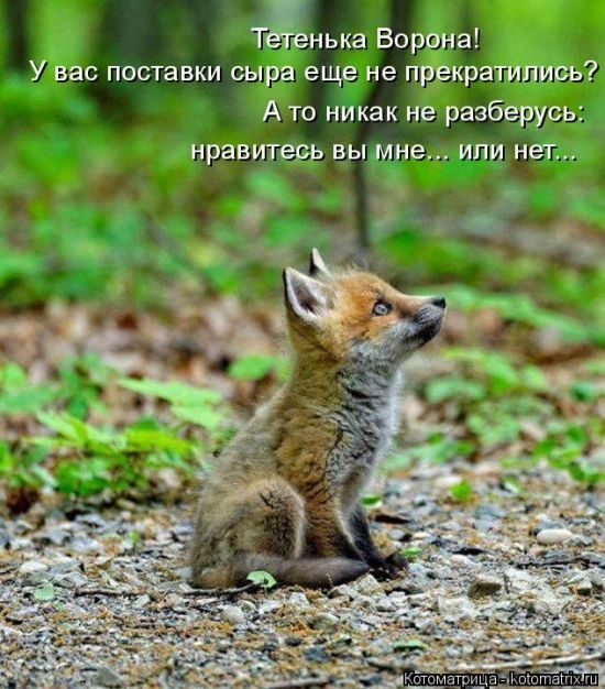 Лучшие котоматрицы за прошедшую неделю