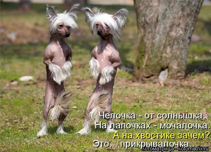 Лучшие котоматрицы за прошедшую неделю