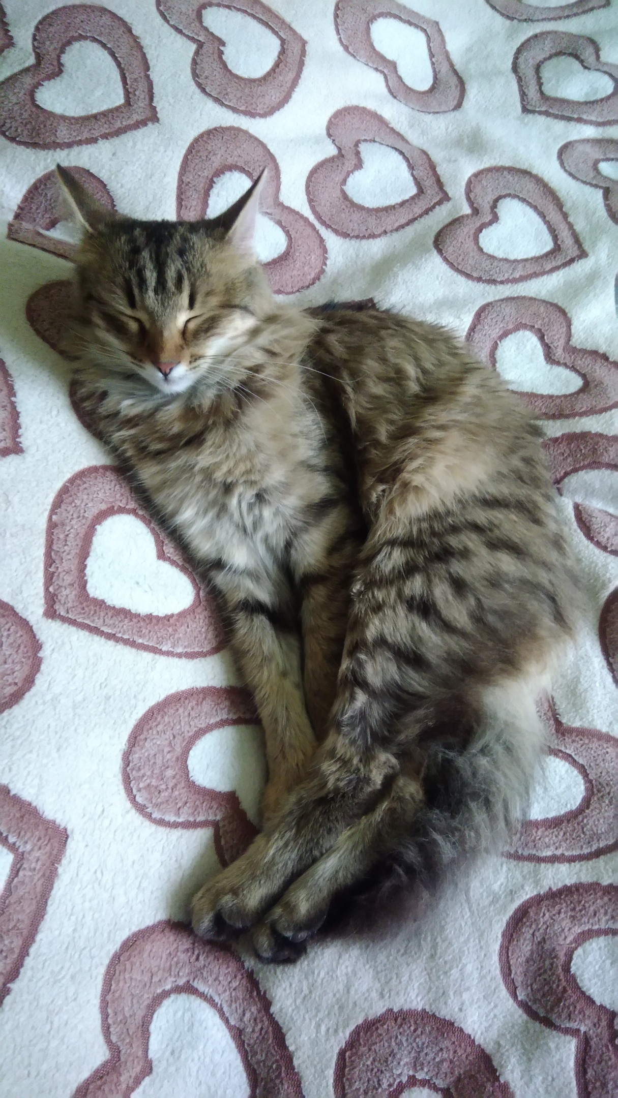 кошка на кровати