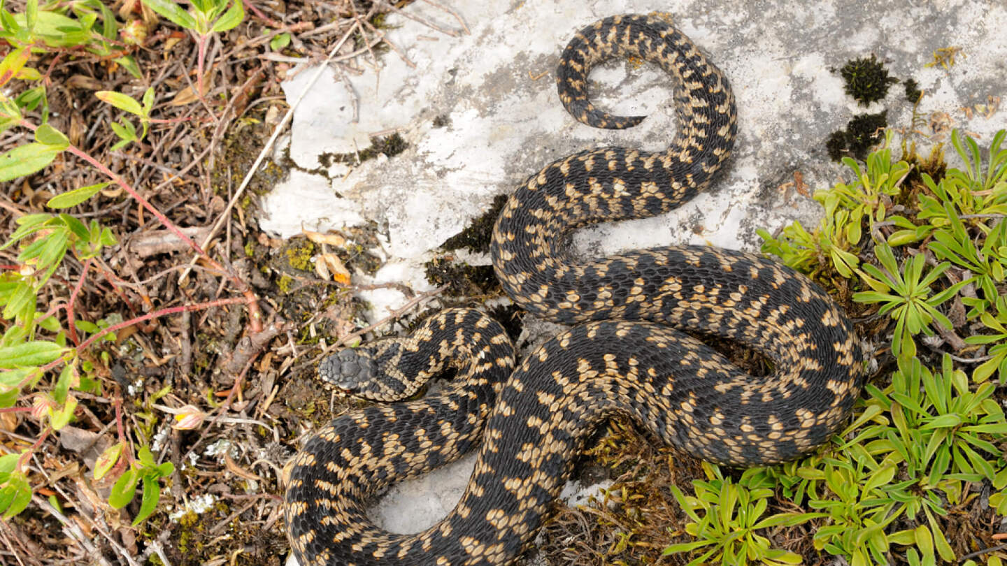 Ядовитые животные России: 10 самых опасных с описанием и фото может, России, смертельно, только, человек, когда, областях, поэтому, весной, гадюки, которые, случае, человека, ядовитое, Поэтому, встретить, укуса, некоторых, которой, опасен