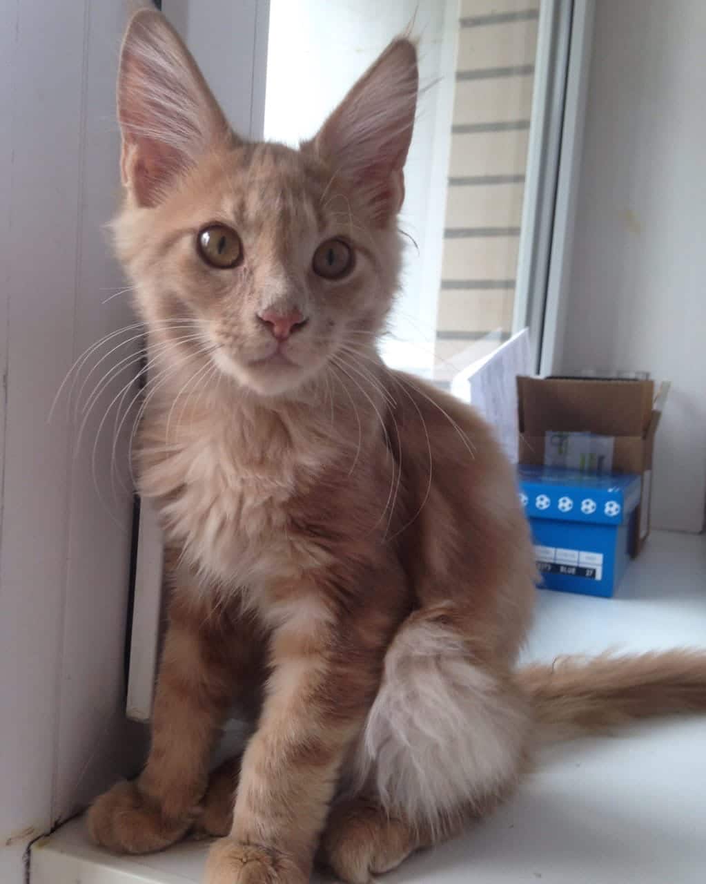 кот на окне