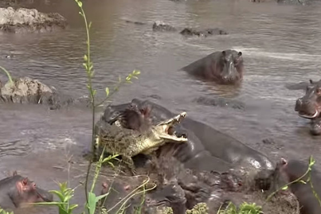 Крокодил нарвался на стадо бегемотов и поплатился. Видео