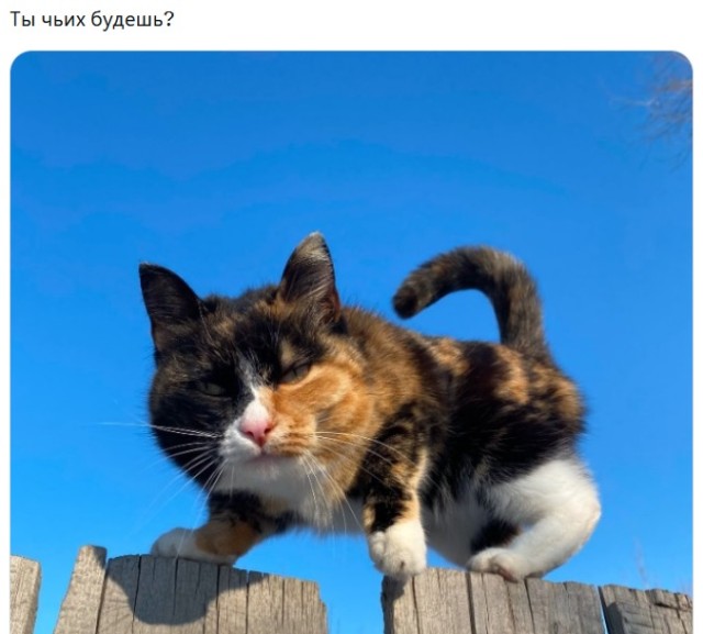 Смешные и забавные котоМЕМЫ  