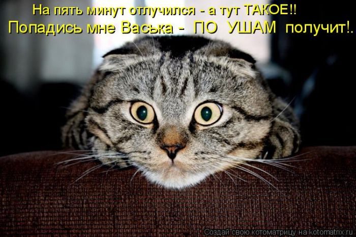 Лучшие котоматрицы за прошедшую неделю