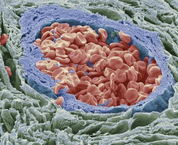 Биолог показал как выглядят ткани человеческого тела, если посмотреть на них с помощью электронного микроскопа наука,организм,человек