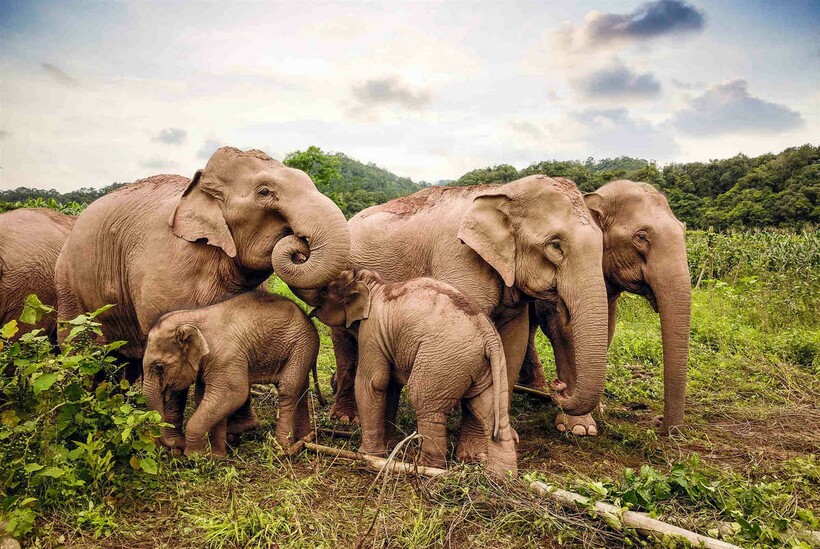 Asian elephant conservation act