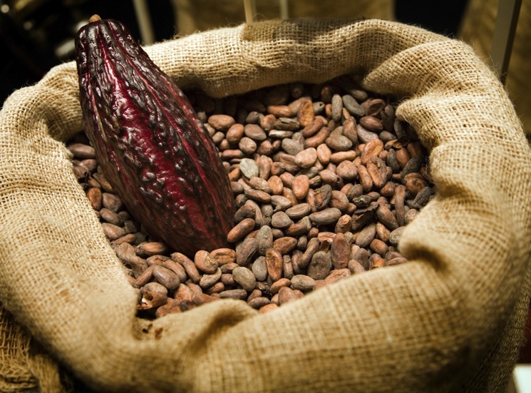 Какао бобы улучшают память человека