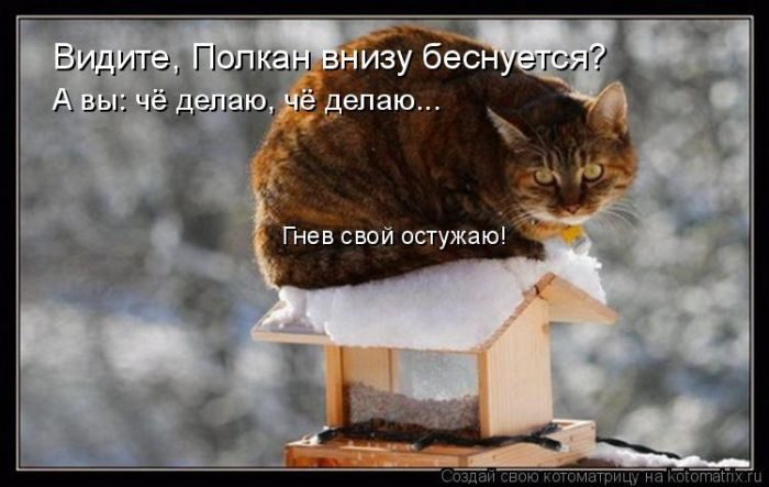 Лучшие котоматрицы за прошедшую неделю