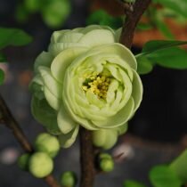 Айва японская кремово-зеленая «Киншайден» (’Kinshiden’). © emeraldplants  ????
