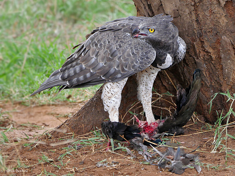 Боевой орел разделывает добычу. Фото Nik Borrow (flickr.com)