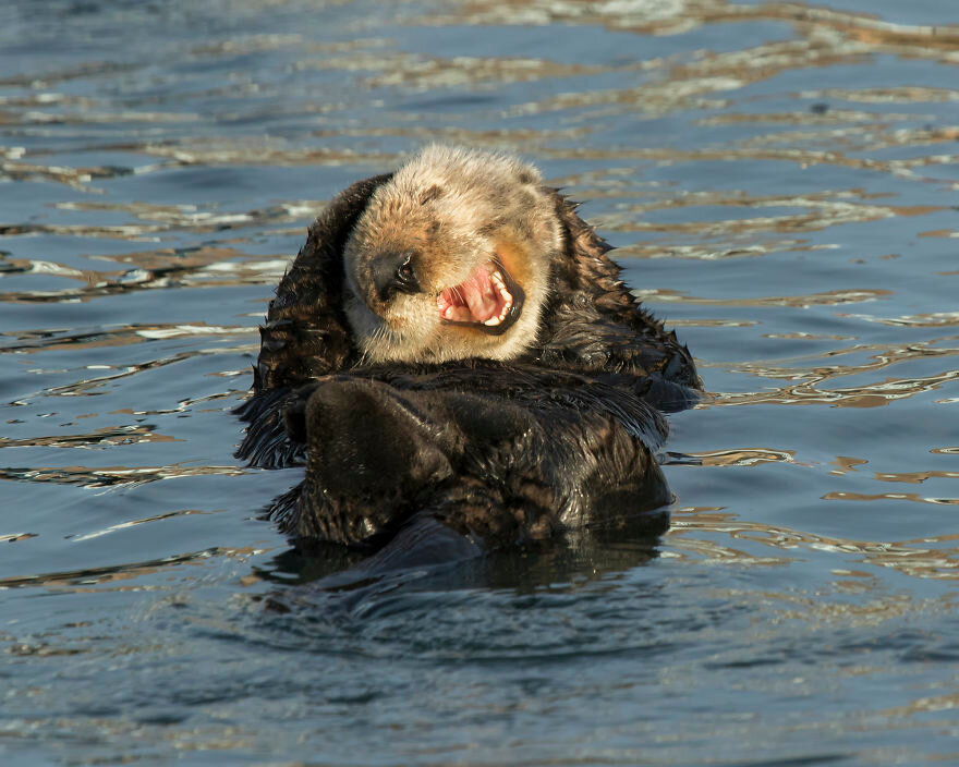 Дэвид DesRochers / Comedy Wildlife Photo Awards 2020