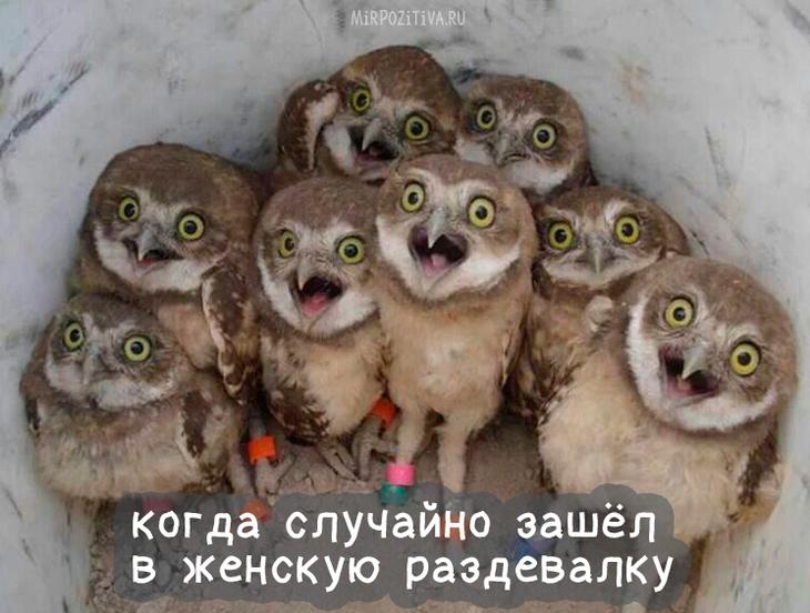Подборка смешных картинок для хорошего настроения Подборка смешных картинок для хорошего настроения