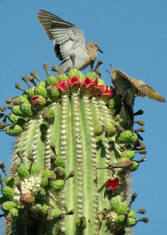 25 фото кактуса, за который вас посадят на 25 лет 25 фото кактуса, за который вас посадят на 25 лет интересное