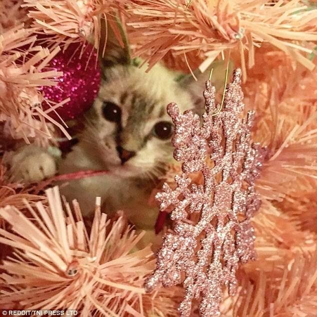 Новогодние котейки