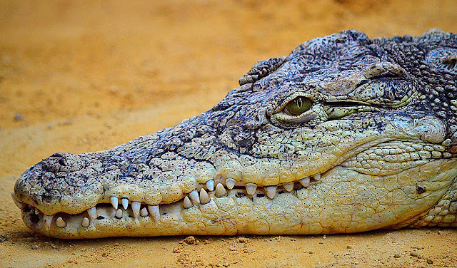 крокодил