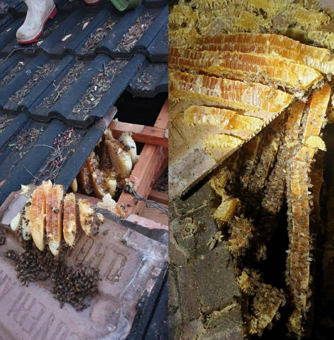 12 случаев, когда люди прожили бок обок с пчелами, даже не подозревая об этом