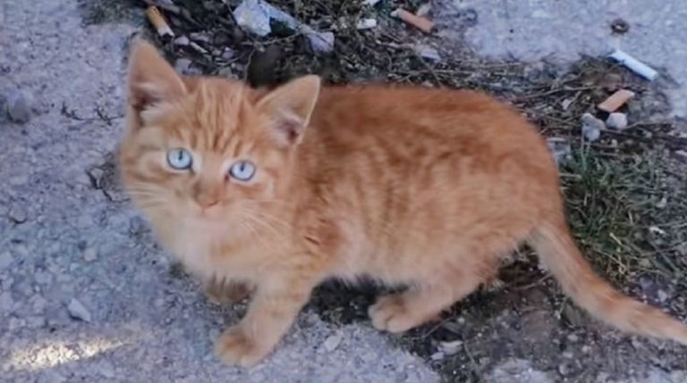 ginger kitten