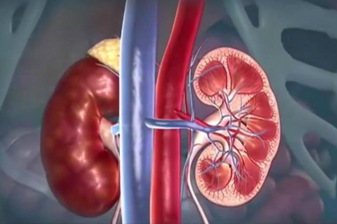 Повседневные привычки, которые вредят нашим почкам 