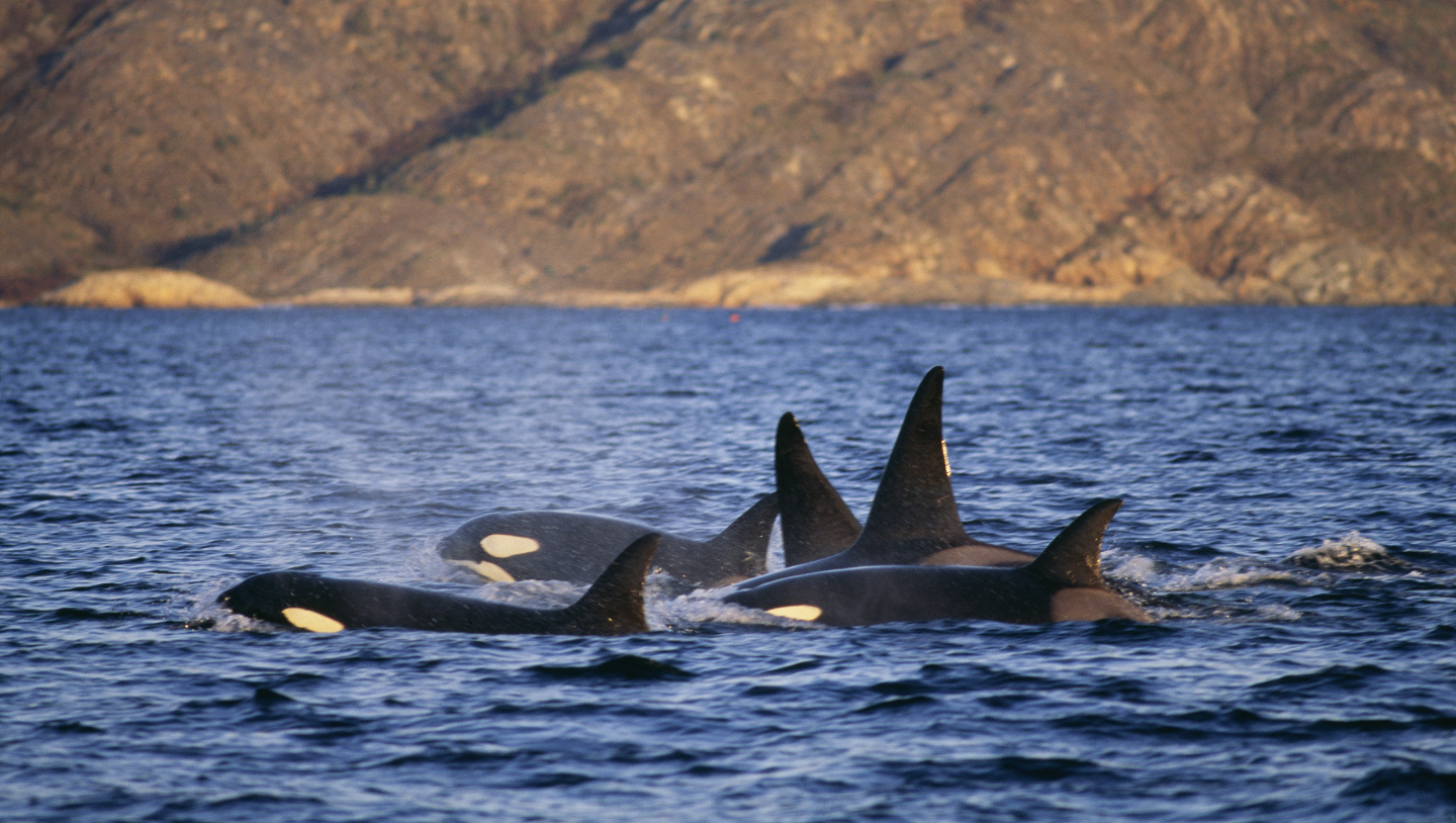 Школа выживания: как звери и птицы обучают своих детенышей Школа выживания: как звери и птицы обучают своих детенышей детенышей, часто, чтобы, можно, уроки, учатся, шимпанзе, обезьяны, матери, Молодые, запоминают, животном, группы, когда, создают, самки, начинают, социального, взрослых, взрослые