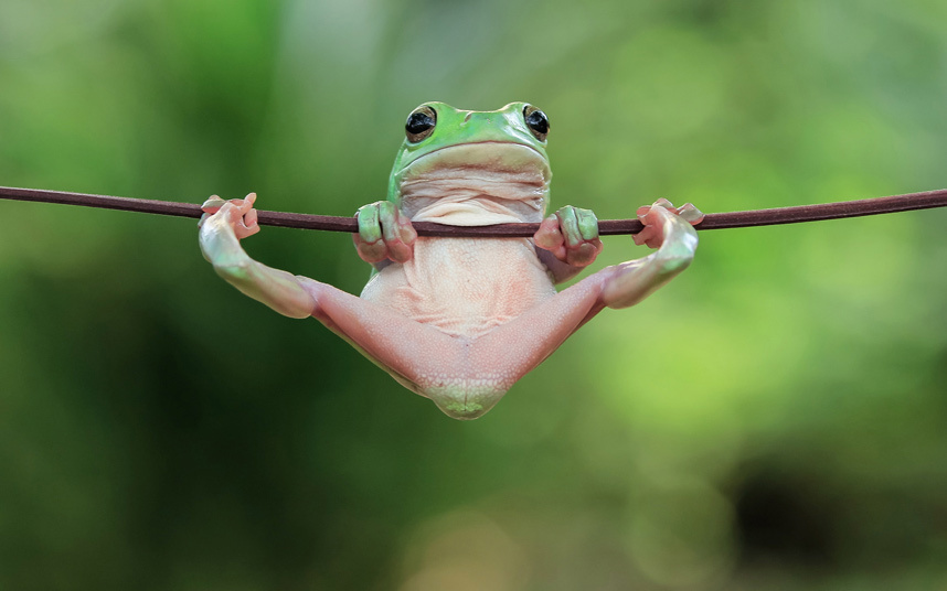 Лучшие фотографии животных за прошедшую неделю