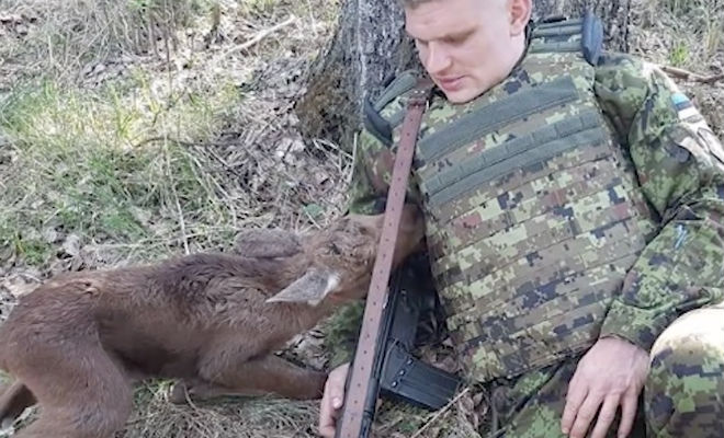 Пограничник насторожился: из кустов вышел лось и попросил о помощи Культура,Рации