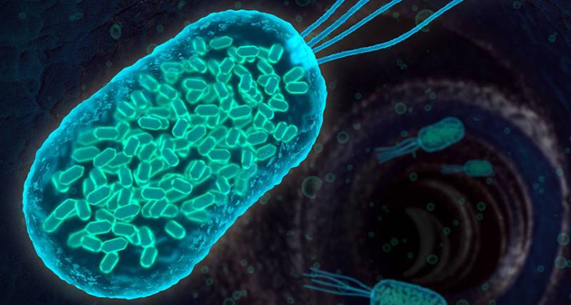 Бактериемия – это… Описание, причины возникновения, симптомы и лечение