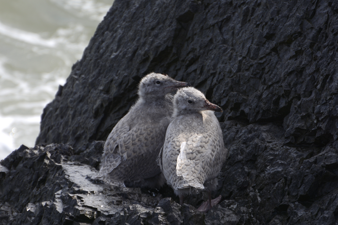 Птенцы бургомистров. Эти чайки чувствуют себя на острове прекрасно. Фото Ивана Мизина.