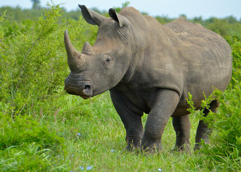 Белый носорог. Фото Bernard DUPONT (flickr.com)