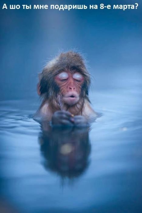 Веселые картинки к 8-му марта позитив,смешные картинки,юмор