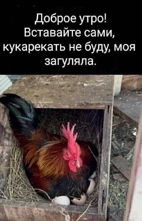 Юмор из интернета 645 Юмор из интернета 645 позитив,смех,улыбки,юмор