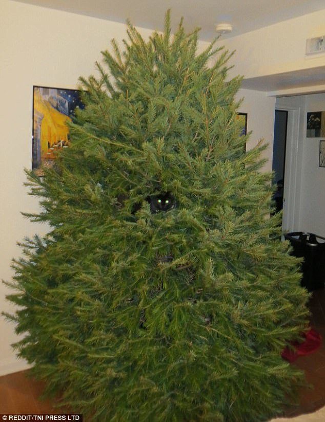 Новогодние котейки