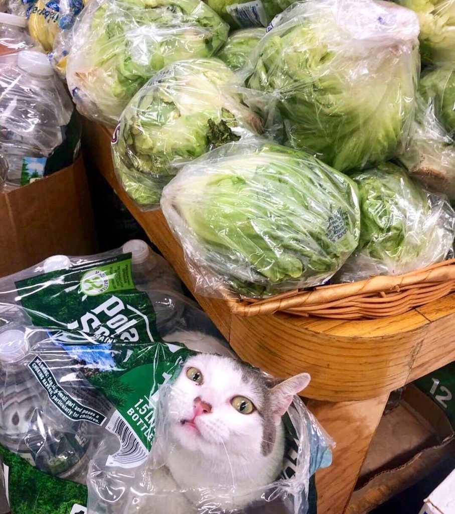 Охотники за мышами и генераторы уюта: магазинные коты bodega, важной, держать, котов, магазинах, известно, остается, магазинный, Поэтому, сумму, примерно, причем, штрафуют, также, мышей, «содержание», причин, умирает, практика, штрафа