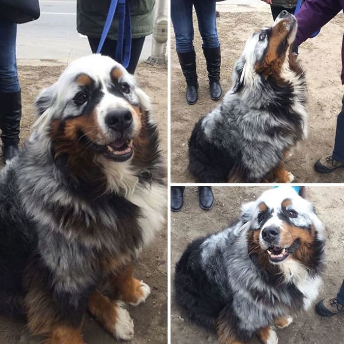 Vitiligo Animal