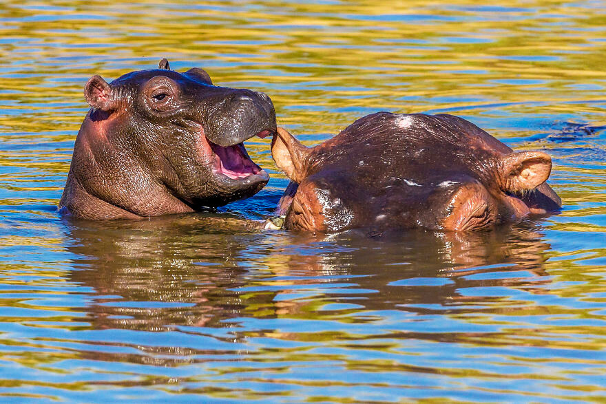 Манодж Шах / Comedy Wildlife Photo Awards 2020