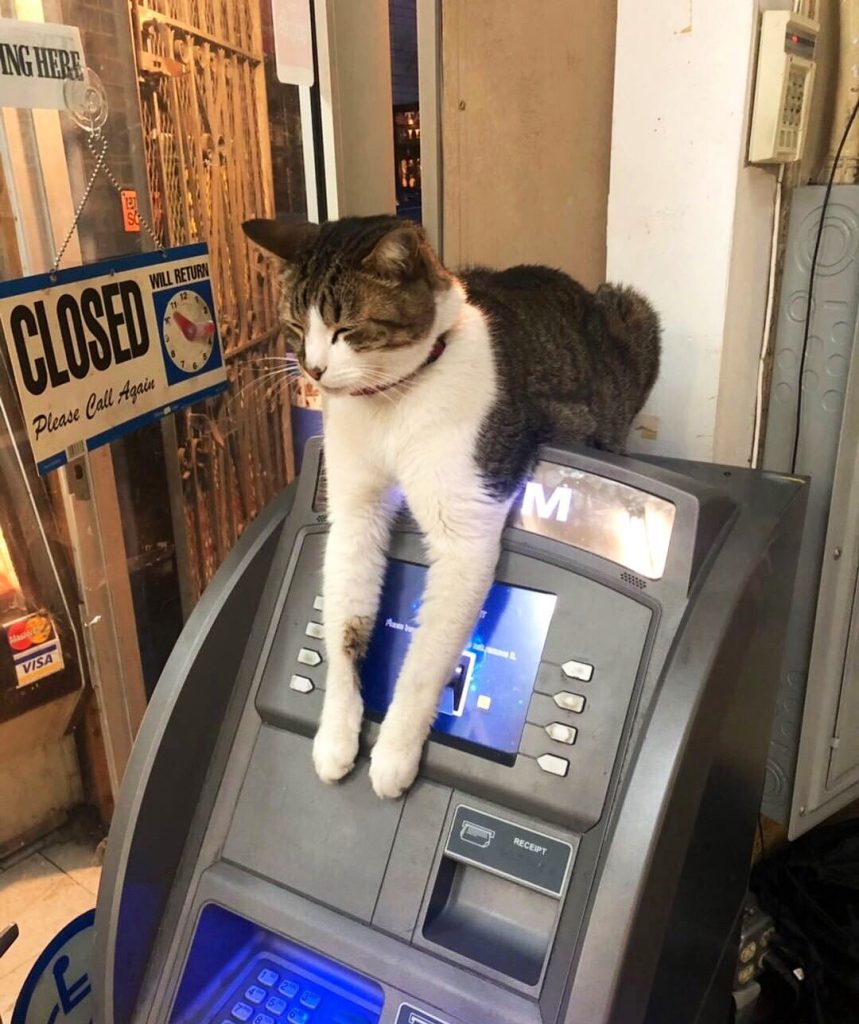 Охотники за мышами и генераторы уюта: магазинные коты bodega, важной, держать, котов, магазинах, известно, остается, магазинный, Поэтому, сумму, примерно, причем, штрафуют, также, мышей, «содержание», причин, умирает, практика, штрафа