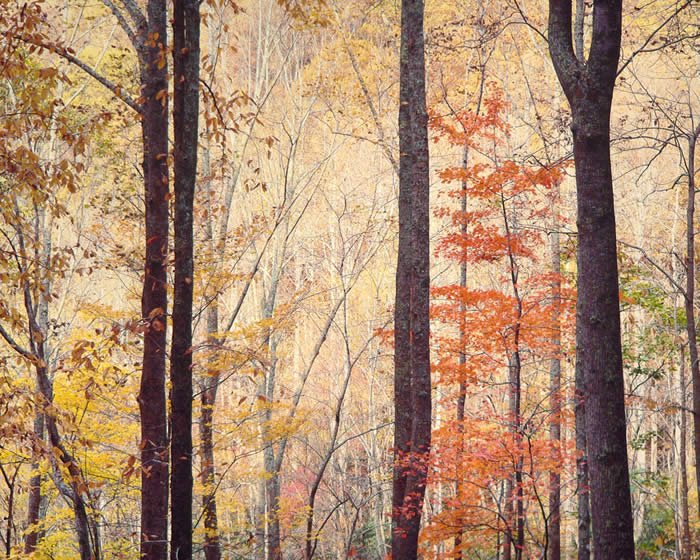 Аппалачи лес, восход, Вирджиния, 1991 год. Автор: Christopher Burkett.