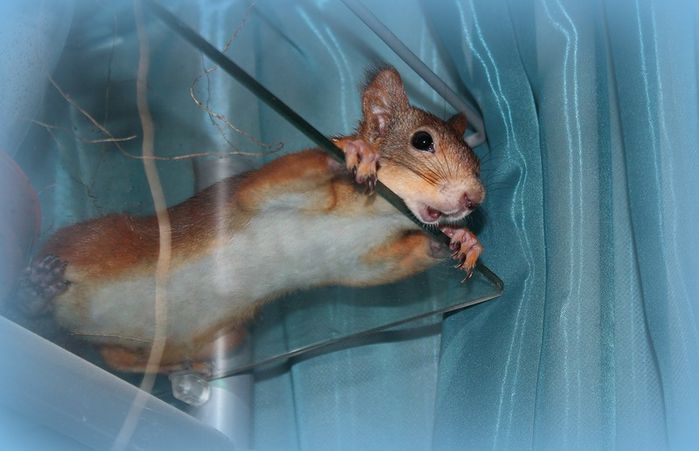 Животные, белка, позитив